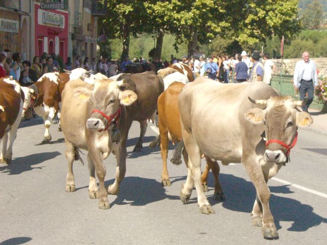 defile troupeaux